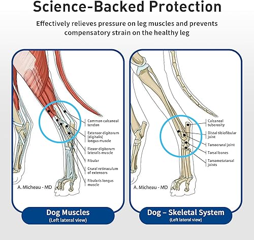 Miniatura 5 de Soporte ajustable para patas traseras de perro, soporte de horquilla y tobillo para perros mayores, recuperación de lesiones de ligamentos ACL