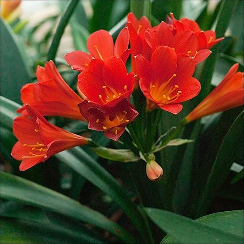 Miniatura 2 de CHUXAY GARDEN Red Clivia Miniata-Natal Lily, Bush Lily, Kaffir Lily 40 semillas para plantar plantas populares para áreas sombreadas, planta de