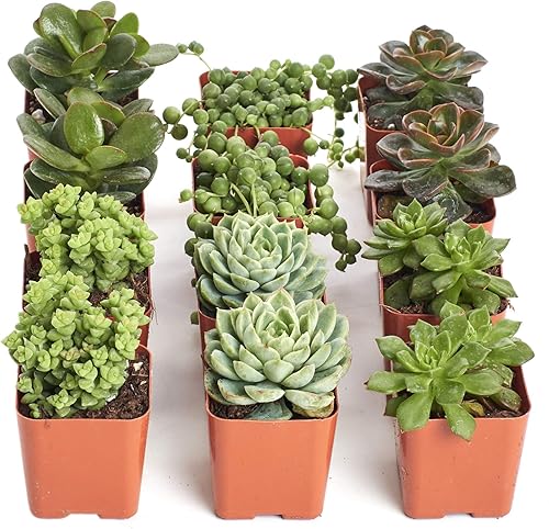Compre la suculenta y verde colección de suculentas., paquete de de 12