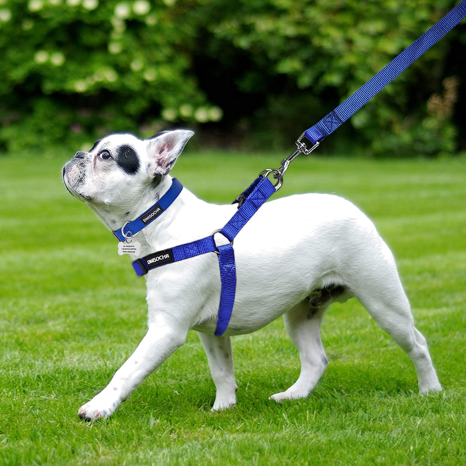 No Pull Dog Harness - Step in Dog Harness and Leash for Small Medium Large Dog - Escape Proof Adjustable Soft Dog Harness Leash Collar Set for Walking Training Hiking Outdoor : Pet Supplies