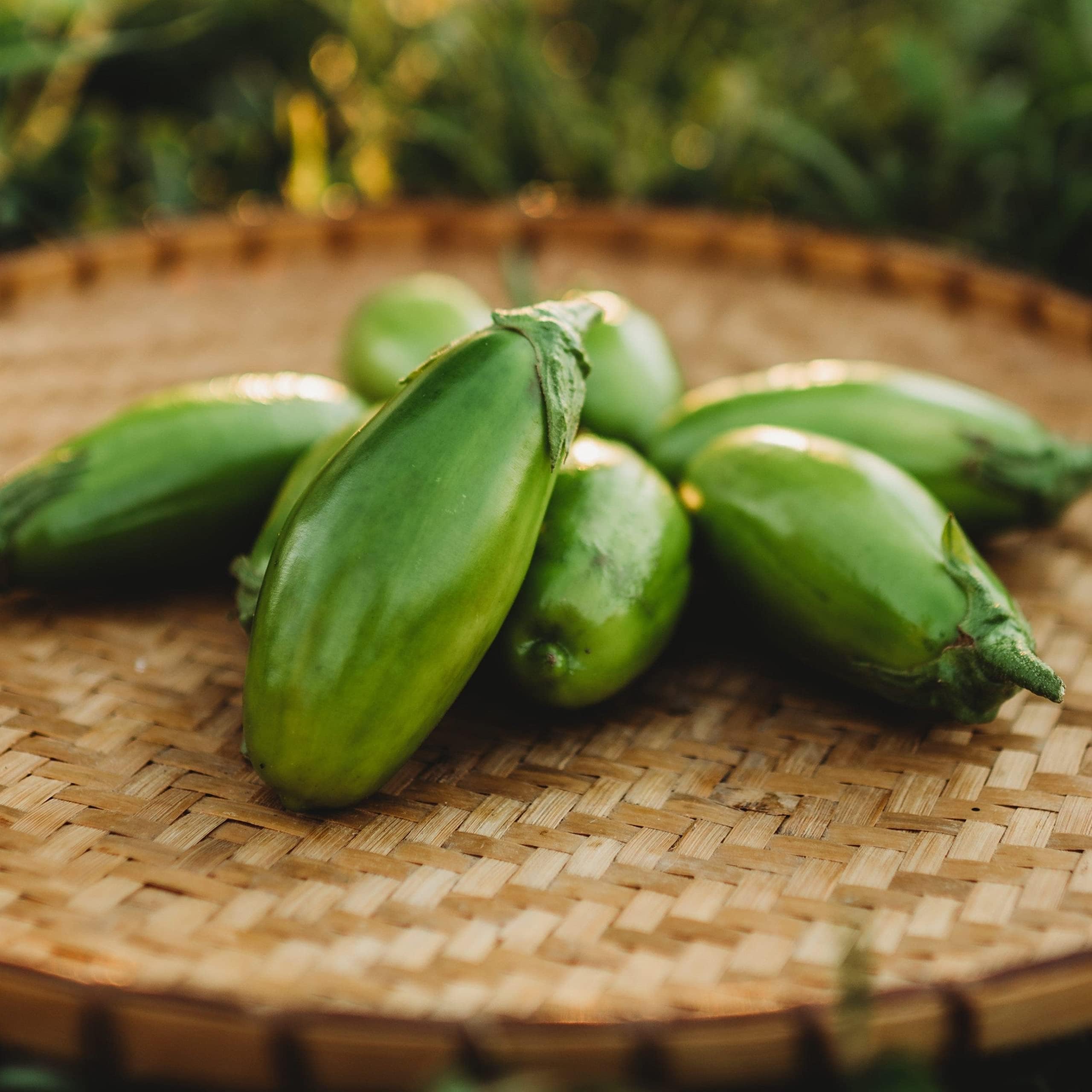 - Jilo Comprido Verde Claro Eggplant - 25 Seeds - Brazilian Heirloom Green Eggplant, Non-GMO Heirloom Eggplant Seeds for Planting in The Home Garden, Thresh Seed Company