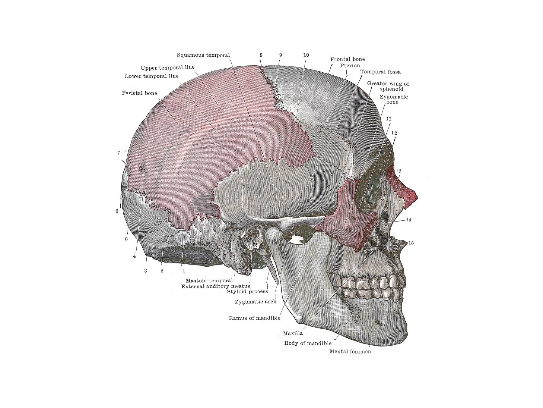 Wee Blue Coo Painting Drawing Diagram Human Skull Anatomy Bone Wall Art Print
