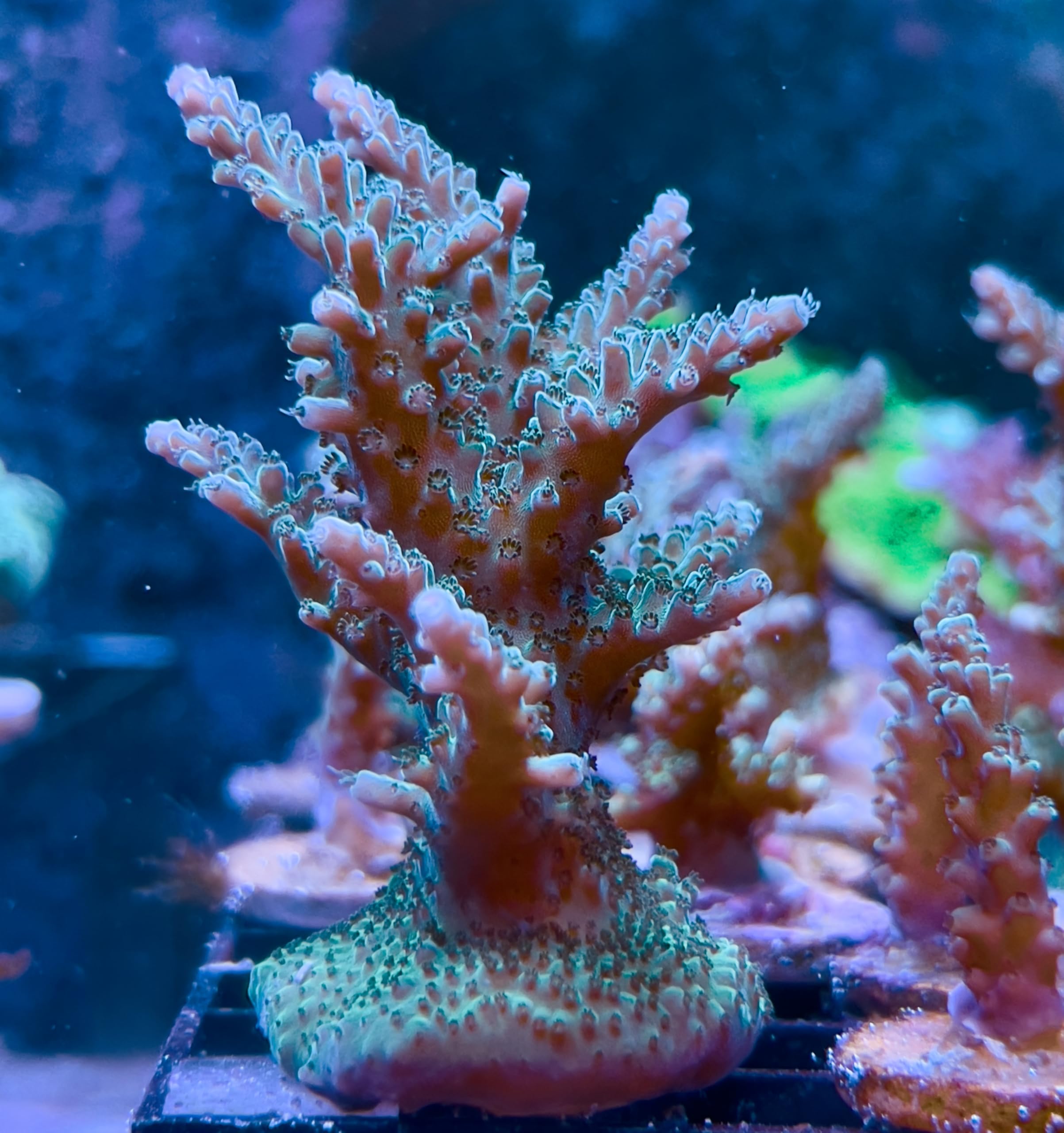 coralSLover Live Saltwater Corals, Brand, Coral Decor for Aquarium, Livestock, Reef, Marine, Forest Green Acropora Coral. (Frag 1.5''+)