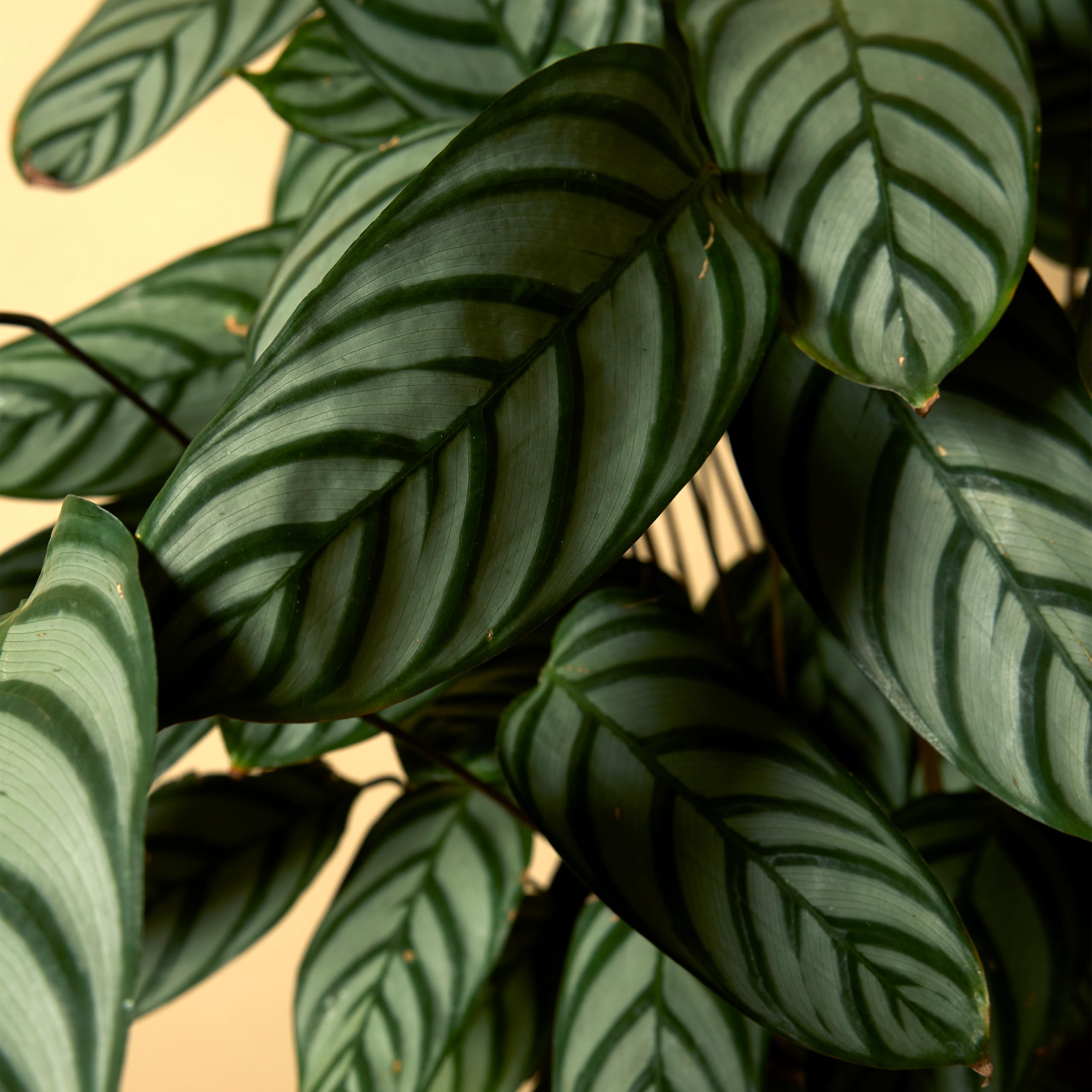 Bloomique - Calathea Compactstar - Korbmarante - Zimmerpflanzen -  Pflegeleicht - Luftreinigend - Hhe 60-70 cm - Topf 17 cm : Amazon.de:  Garten