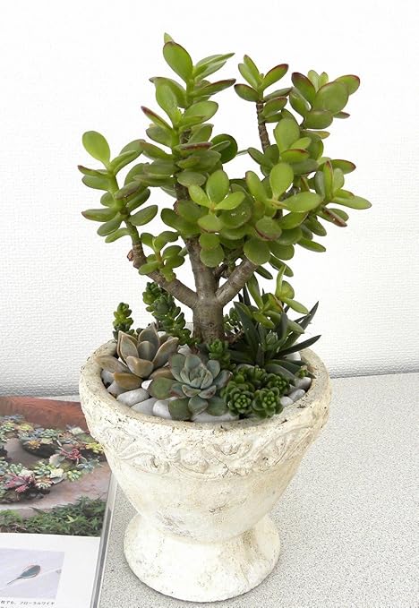 柔らかい 大きな寄せ植え ファイバー陶器鉢 豪華 多肉植物の寄せ植え 短納期対応 Www Cedardale Com 柔らかい 大きな寄せ植え ファイバー陶器鉢 豪華 多肉植物の寄せ植え 短納期対応 Www Cedardale Com