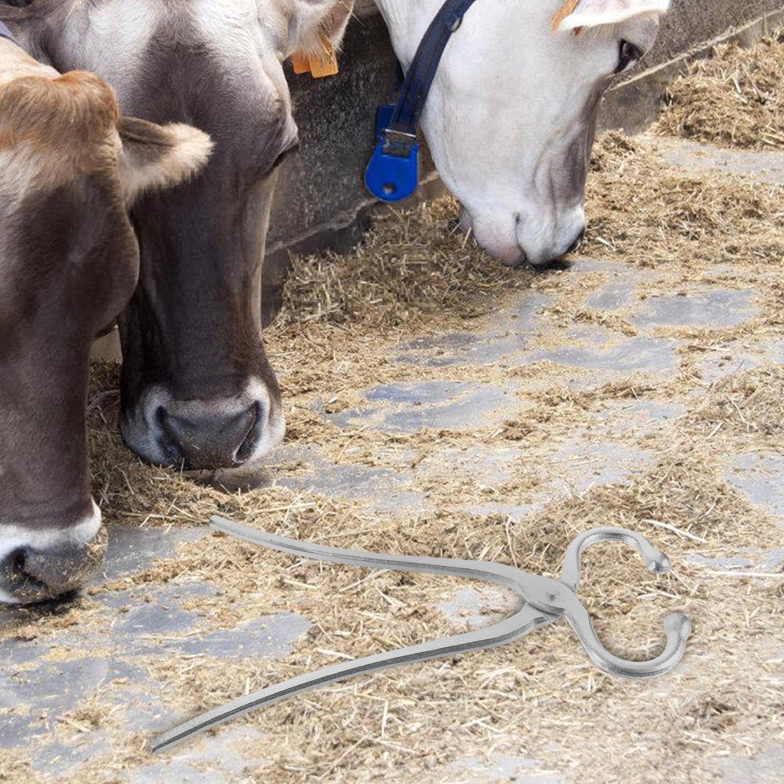 BESPORTBLE Pinza per Anello Naso Bovini in Acciaio Strumento di Legatura e Trazione Accessorio per Bestiame per Mucche in Allevamenti Esterni