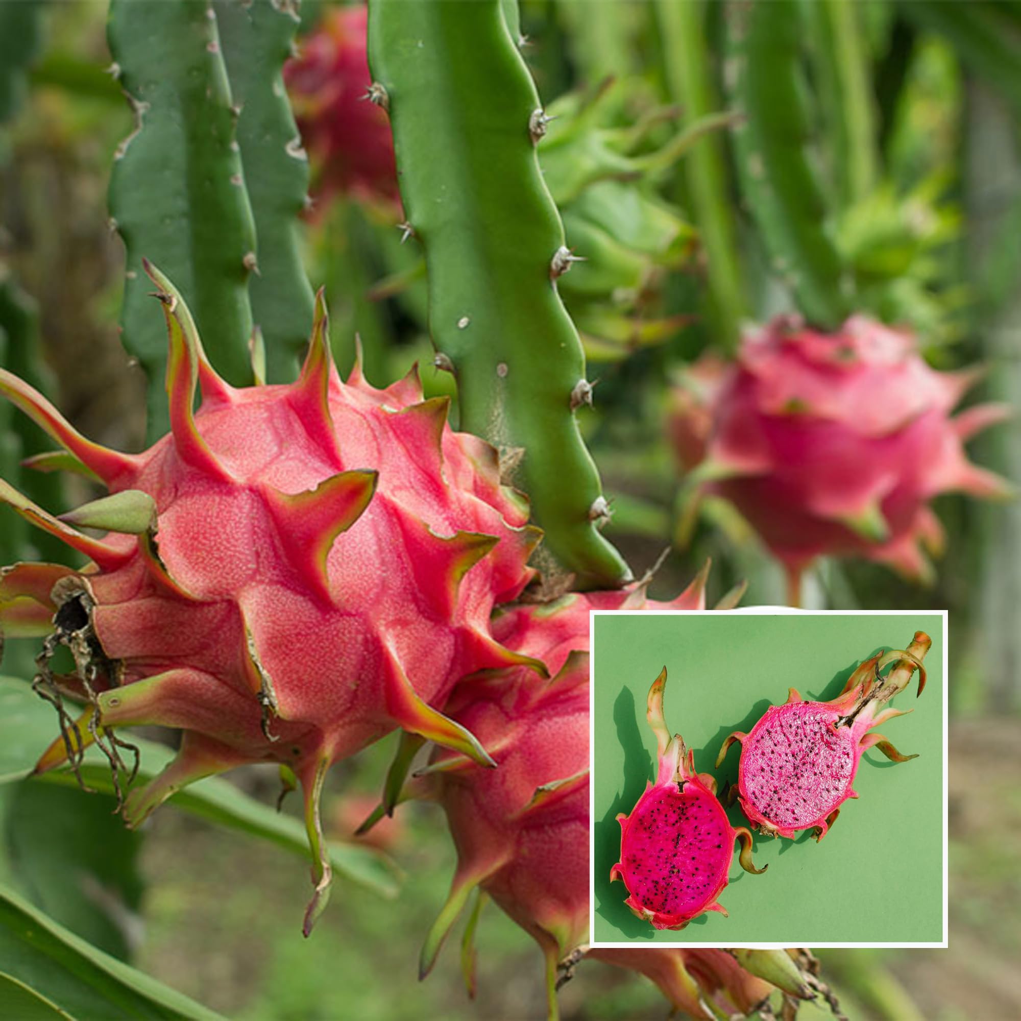 TAPOBON Red Dragon Fruit Cutting/Grafted Fruit Live Plant (1-2 Feet Height) (B0CLXJSRN1) Amazon Price History, Amazon Price Tracker