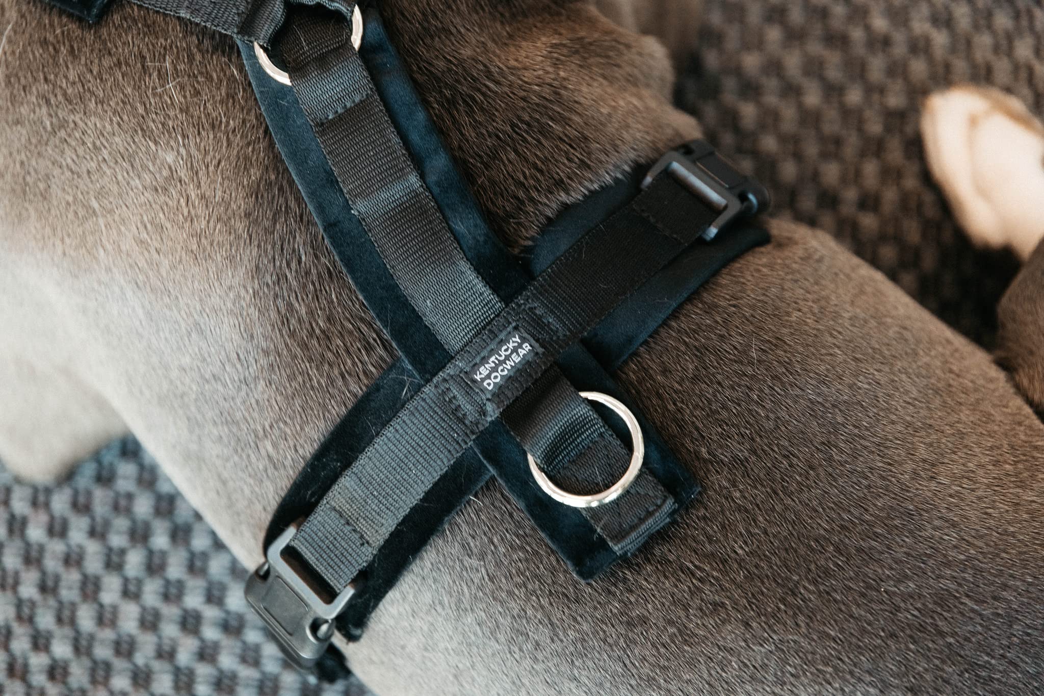 Arnes para Perros Aktiv Velvet, Talla: XS, Color: Negro