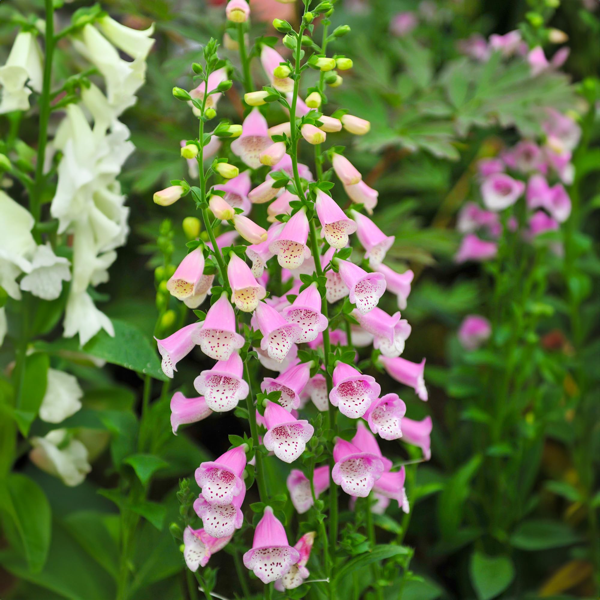 Digitalis Lucas Pink Foxglove Plant | Grow Your Own Garden Ready Plants | Outdoor Plants for Bedding Borders Pots | Potted Garden Plant (9cm Pot, 10-20cm)