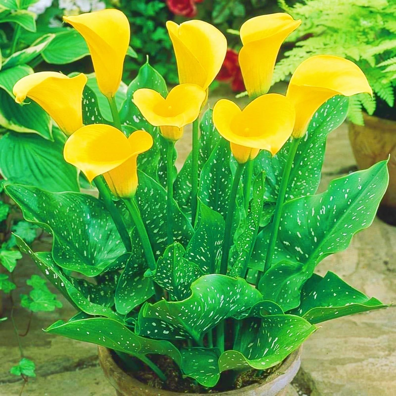 Calla Lily Bulbs UK Calla Lily Plants Wedding Flowers/Garden Flowers/Plant Bulbs-10bulbs-g