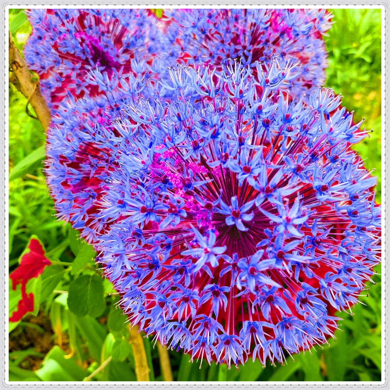 Perennial,Giant Allium Bulbs, Hardy, Professional for Beautiful Garden Displays-15 Bulbs-E