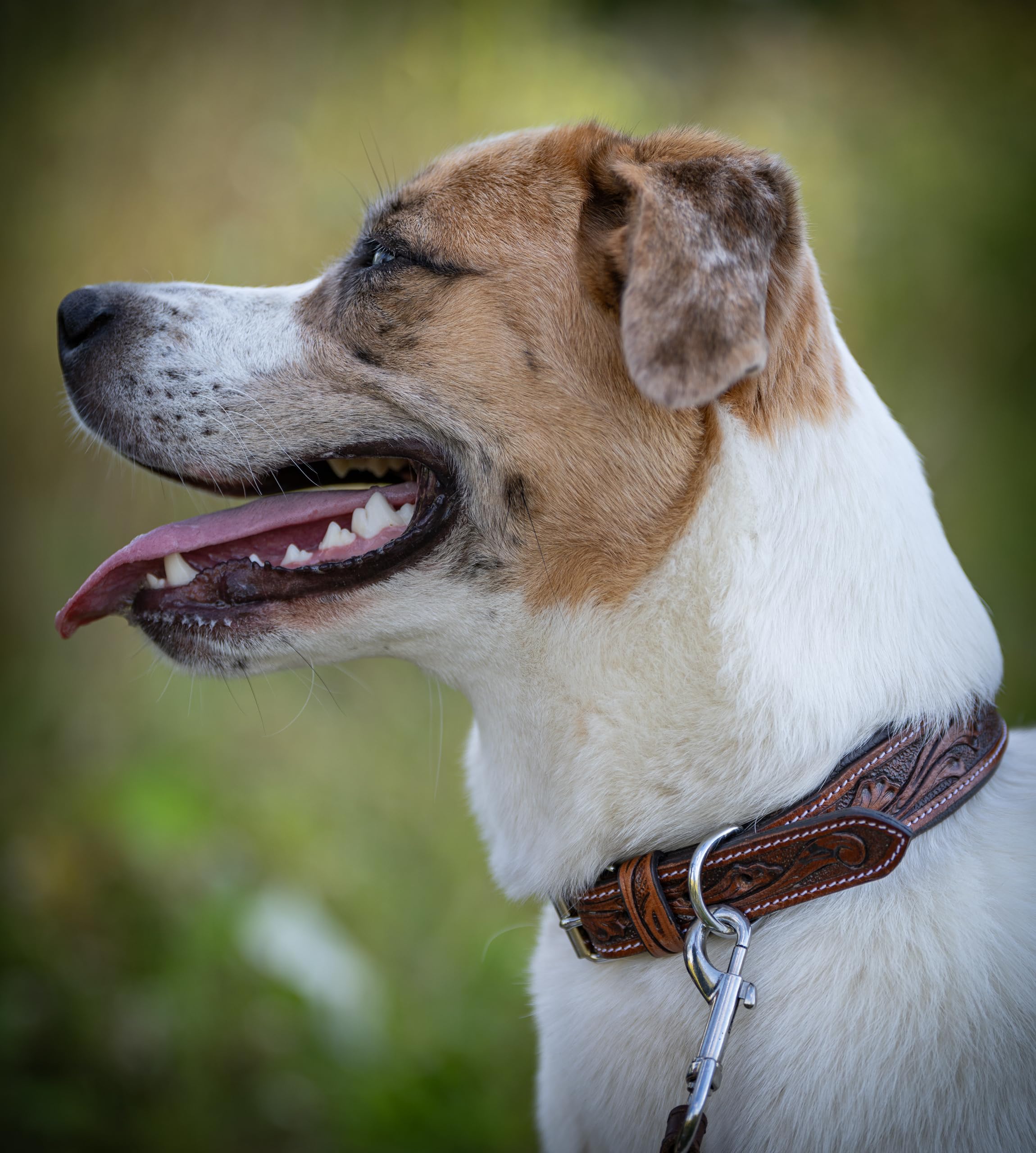 Jack & Russell skórzana obroża dla psa, ręcznie robiona i wyściełana – obroża dla małych psów z bawolej skóry, skórzana obroża ciemno-brązowa Talia (S (26,0-34,0cm))
