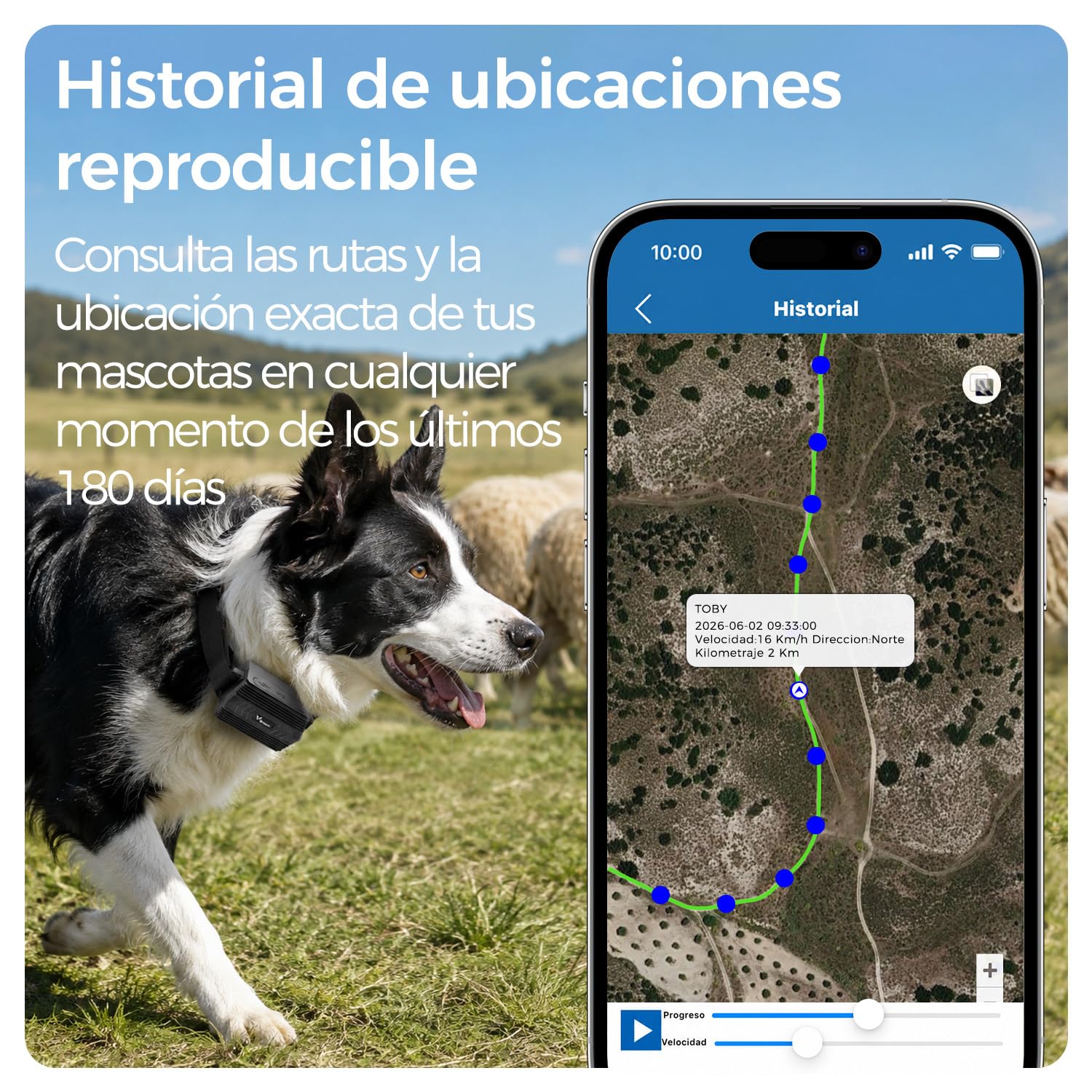Localizador GPS para Collar de Ganado 4G con Collar Ajustable, Rastreador GPS para Animales IP66 Impermeable, Batería 3000 mAh, Geovalla, App/Web, Rutas 180 Días para Vacas, Ovejas y Perros de Caza