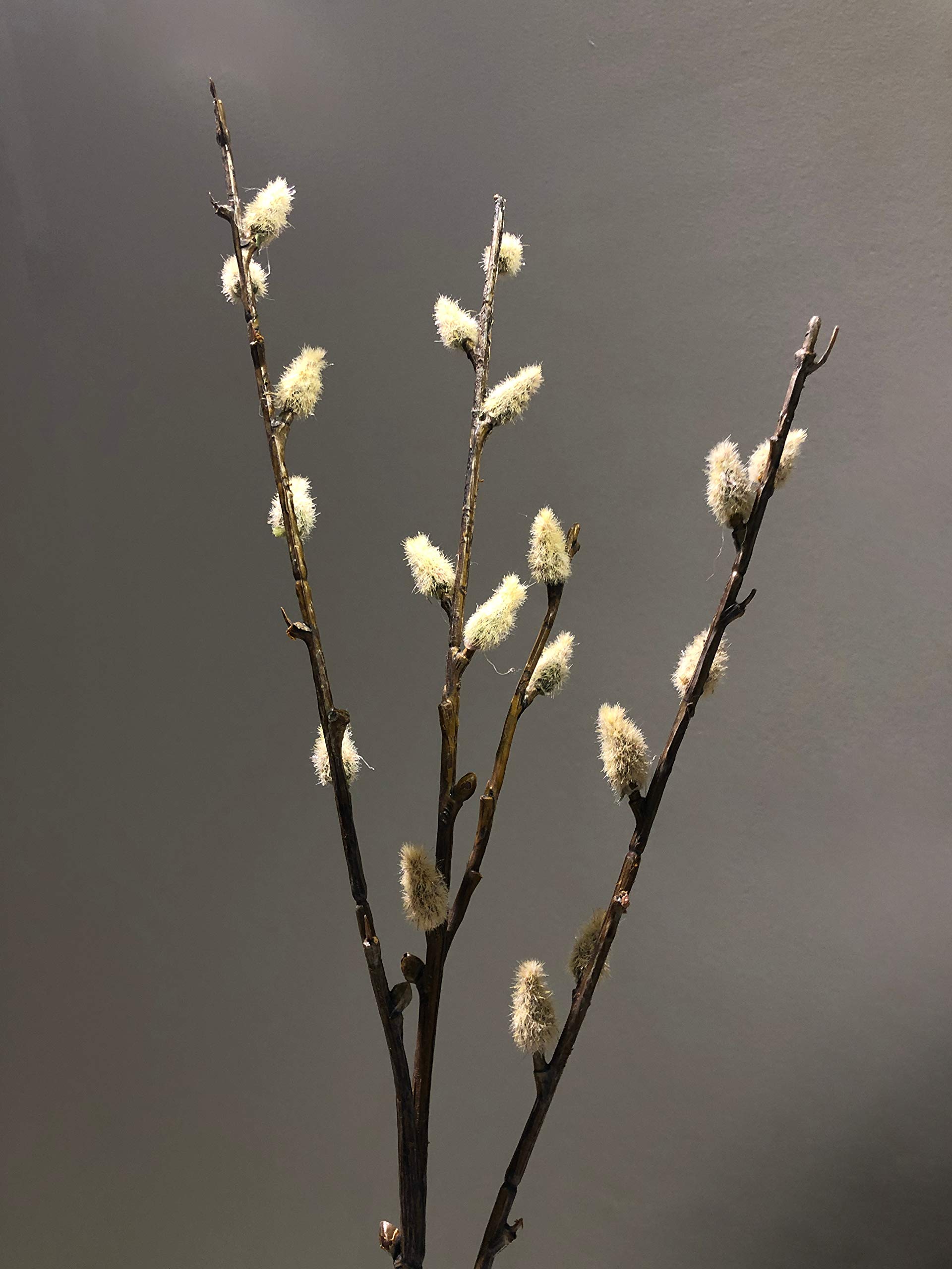 mucplants Weidenktzchenzweig 40cm knstliche Weidenktzchen Kunstzweig  Palmktzchen Salix Kunstpflanzen : Amazon.de: Kche, Haushalt & Wohnen