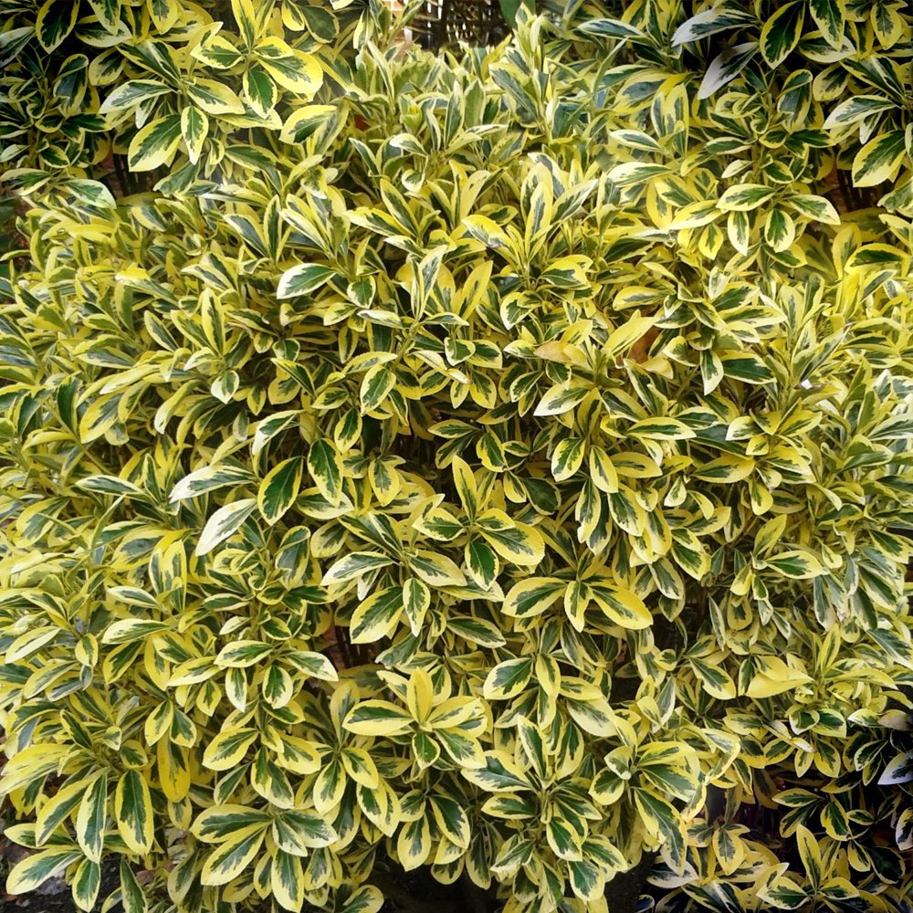 Euonymus japonicus 'Ovatus Aureus' Japanese Spindle Evergreen Hardy | 9cm Pot