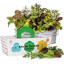 Lettuce Grow Kit, Indoor Salad Greens Gardening Kit with Planter, DIY Vegetable Garden Kit, Easy Home Gardening Kit for Kitchen, Fresh Salad Greens Gift for Adults
