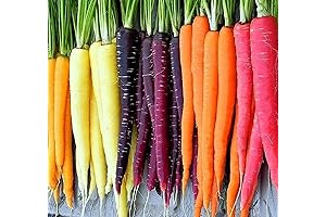 Rainbow Organic Carrot Seeds: Homegrown Goodness at Your Fingertips