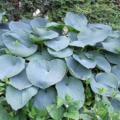Miniatura 2 de QAUZUY GARDEN 50 semillas de lirio de plátano Hosta para plantar plantas de follaje únicas y hermosas plantas de jardín de bajo mantenimiento