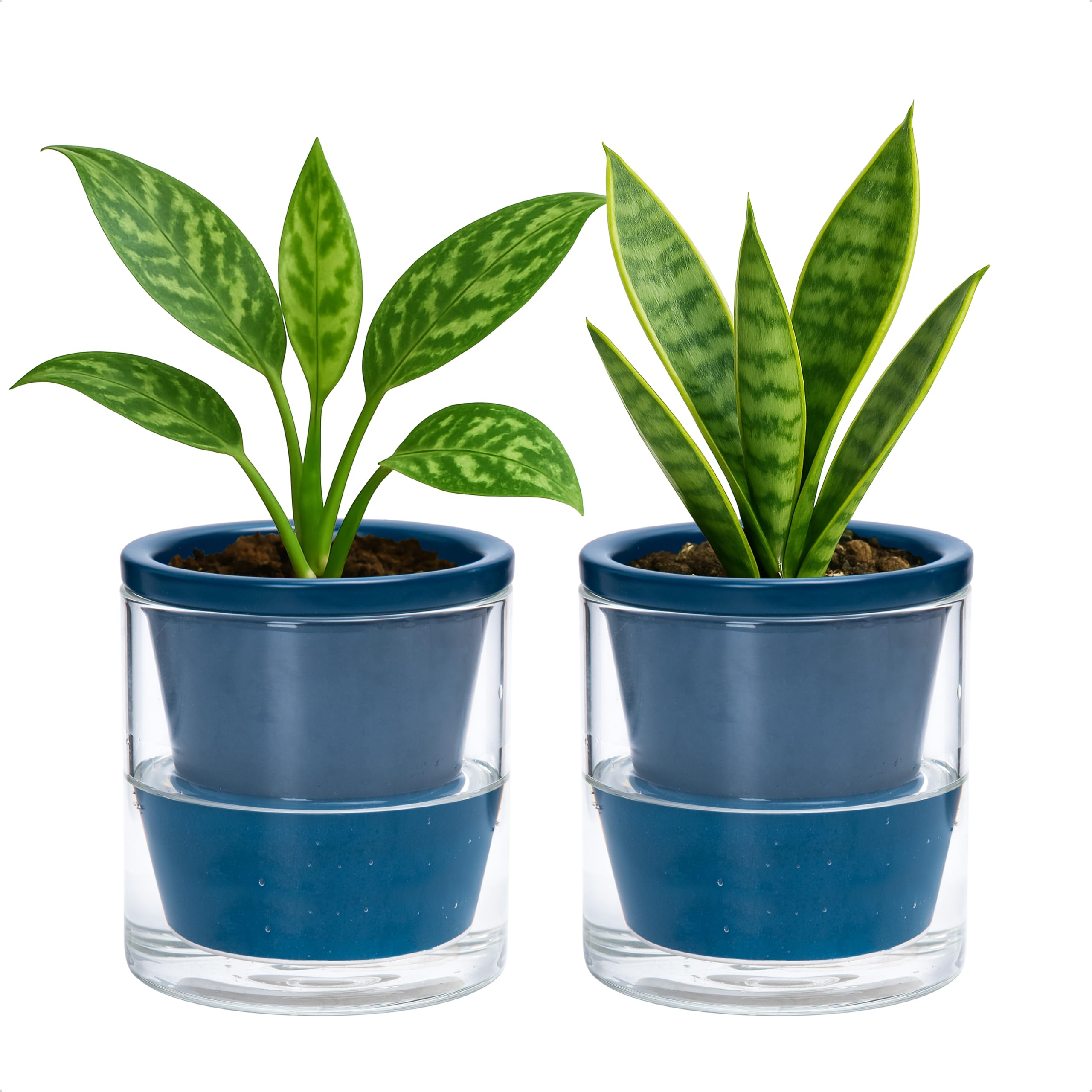 D'vine Dev Self-Watering Blue Terracotta Planter 4 Inch 2 Pack