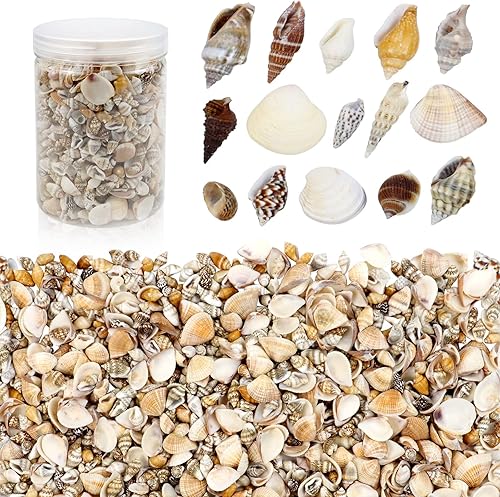 1000 mini conchas marinas mixtas de playa del océano varios tamaños, conchas naturales de mar para pecera, decoración del hogar, fiesta temática de