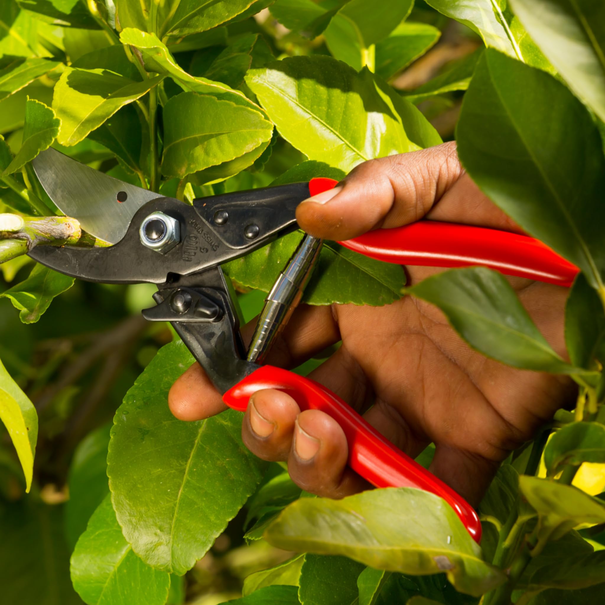 FELCO 5 Cesoia da Potatura Bypass, Mano Destra, Mano Grande, Capacità di Taglio 25mm, Costruzione Tutto Acciaio, Testa Affusolata, Made in Switzerland, Garanzia a Vita