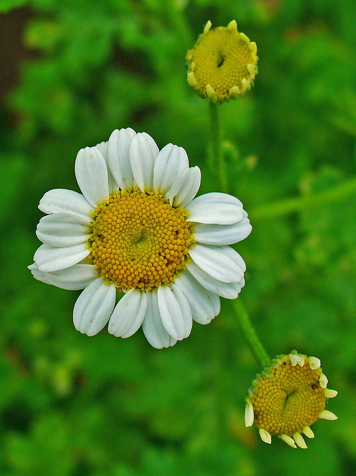 Tanacetum Parthenium, Feverfew, 0.25g approx 2250 seeds, untreated