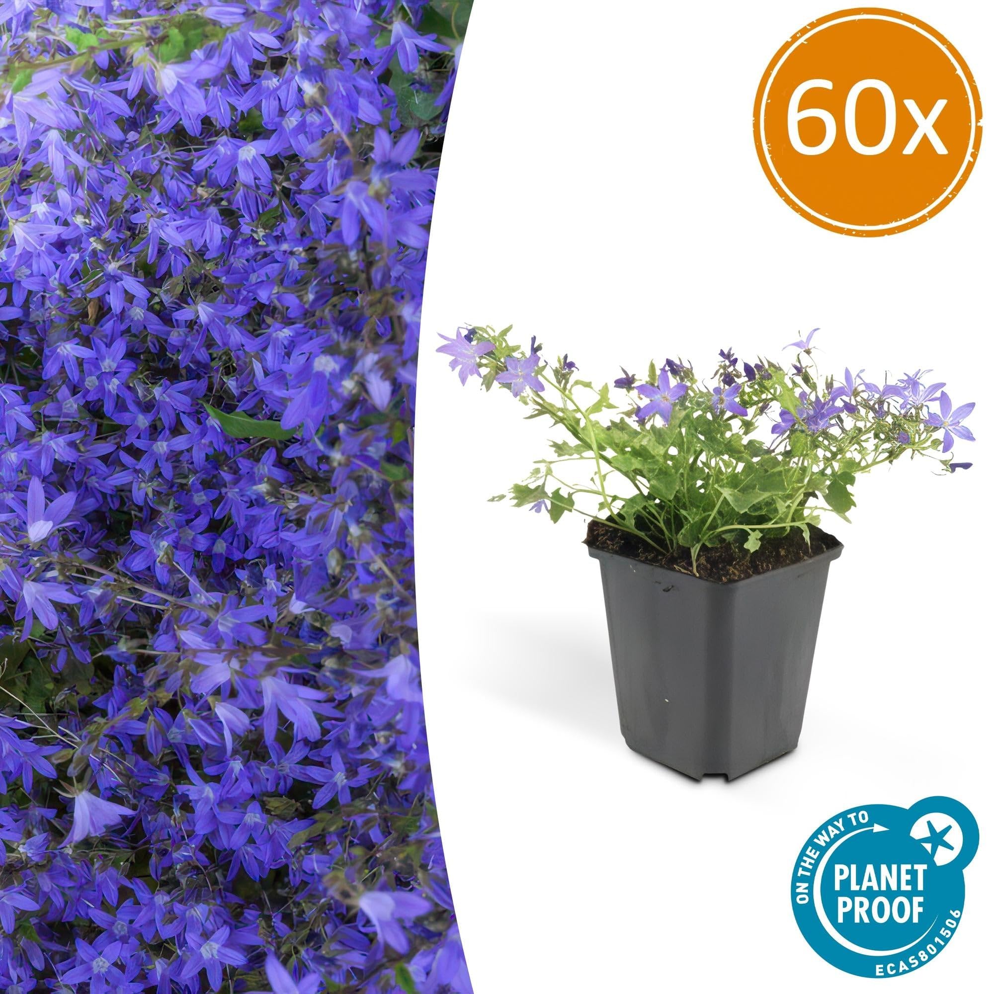 Campanula poscharskyana 'Stella' poduszka wisząca, średnica 9 cm, 12 roślin, kwitnąca i łatwa w pielęgnacji, słońce i cień