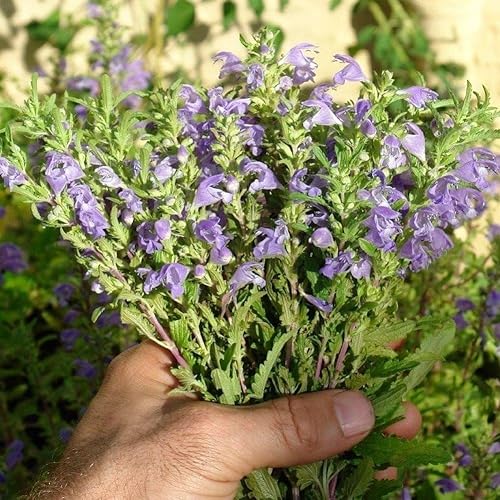 Bálsamo moldavo, semillas de cabeza de dragón (Dracocephalum moldavica) Más de 50 semillas frescas de reliquia en cápsulas de semillas congeladas