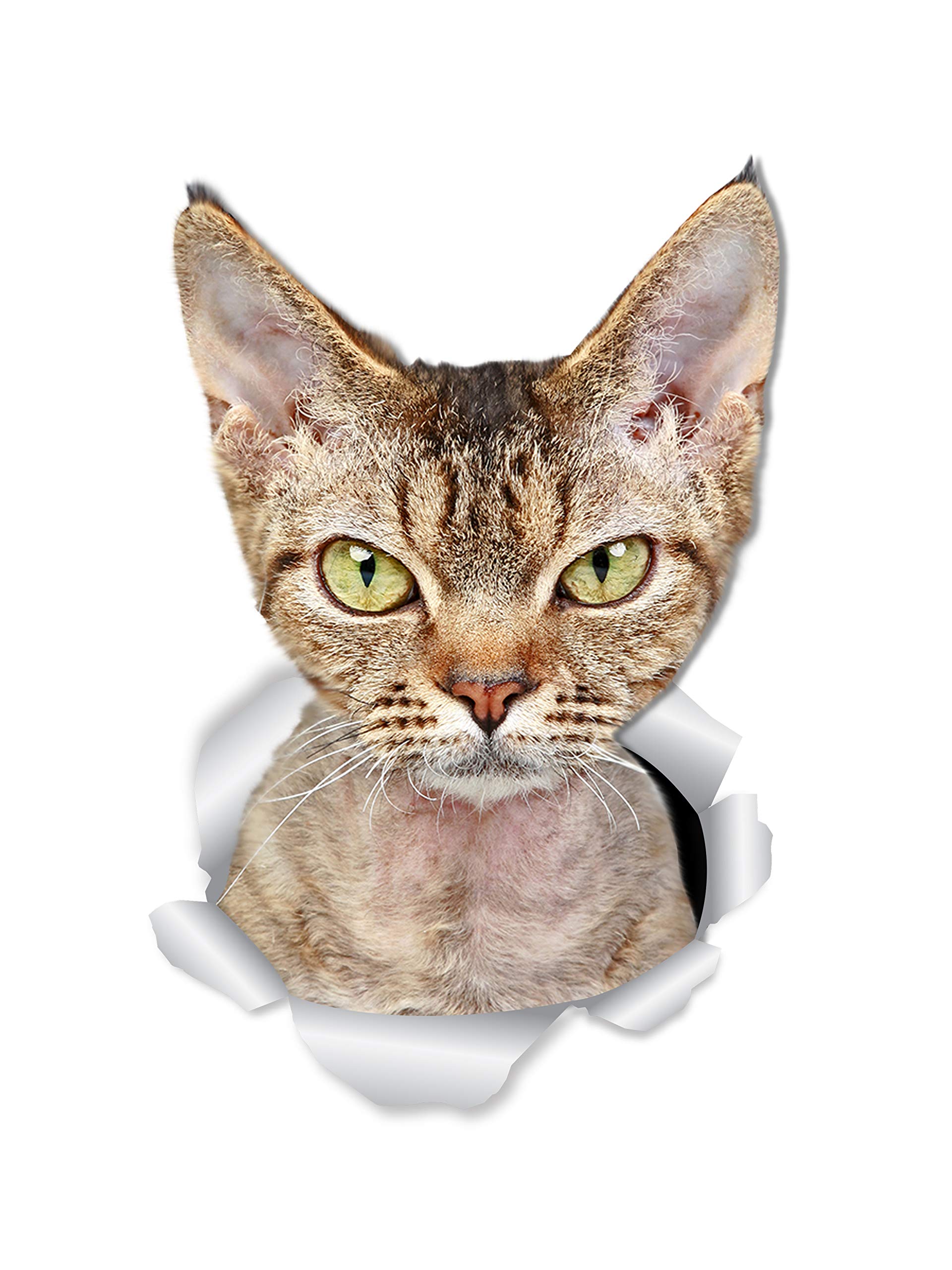 Winston & Bear Grumpy Rex Cat Wall Decals - 2 Pack - Grumpy Rex Cat Toilet Sticker – 3D Cat Car Window and Bumper Sticker - Retail Packaged Cat Lover Gifts