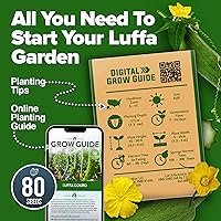 Vista 312 de HOME GROWN Más de 1000 semillas de cilantro para plantar en interiores o exteriores, hierbas tradicionales sin OMG, semillas de plantas de cilantro