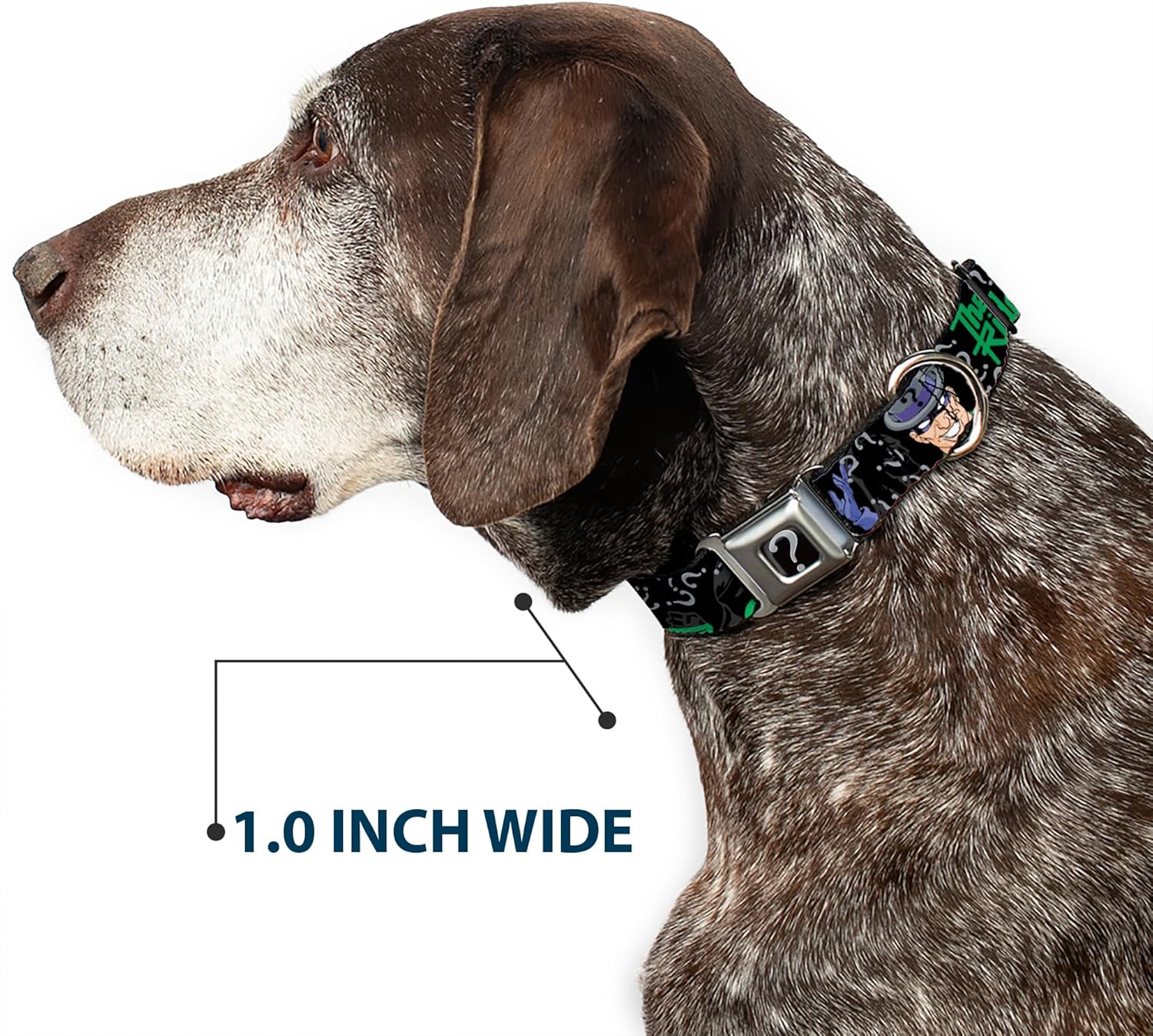 Dog Collar Seatbelt Buckle The Riddler Batman Silhouette 11 to 17 Inches 1.0 Inch Wide
