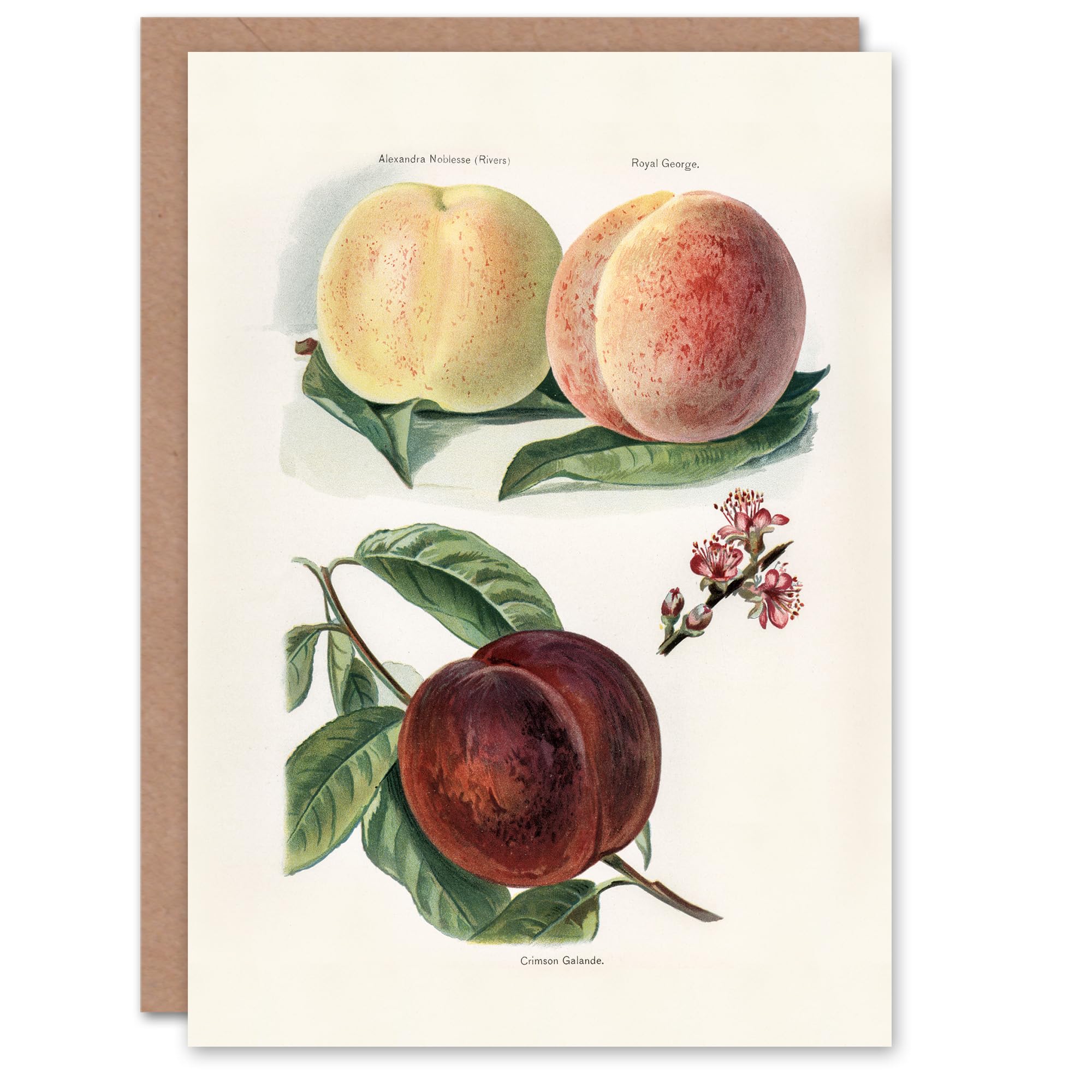 Artery8 John Wright Art Card Vintage Illustration of Peach Varieties