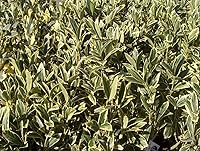 Vista 4 de Ligustrum Japonicum Jack Frost Privet - 20 plantas vivas - Seto de hoja perenne abigarrado