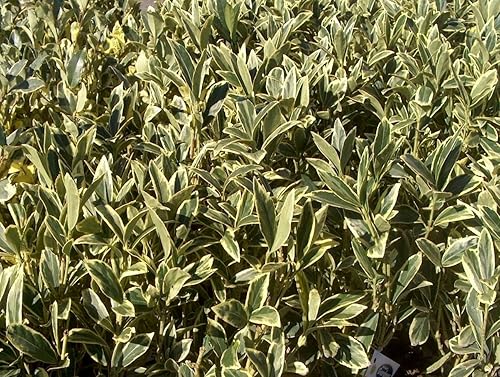 Miniatura 2 de Ligustrum Japonicum Jack Frost - 40 plantas vivas - Consejos abigarrados de cobertura de privacidad de hoja perenne