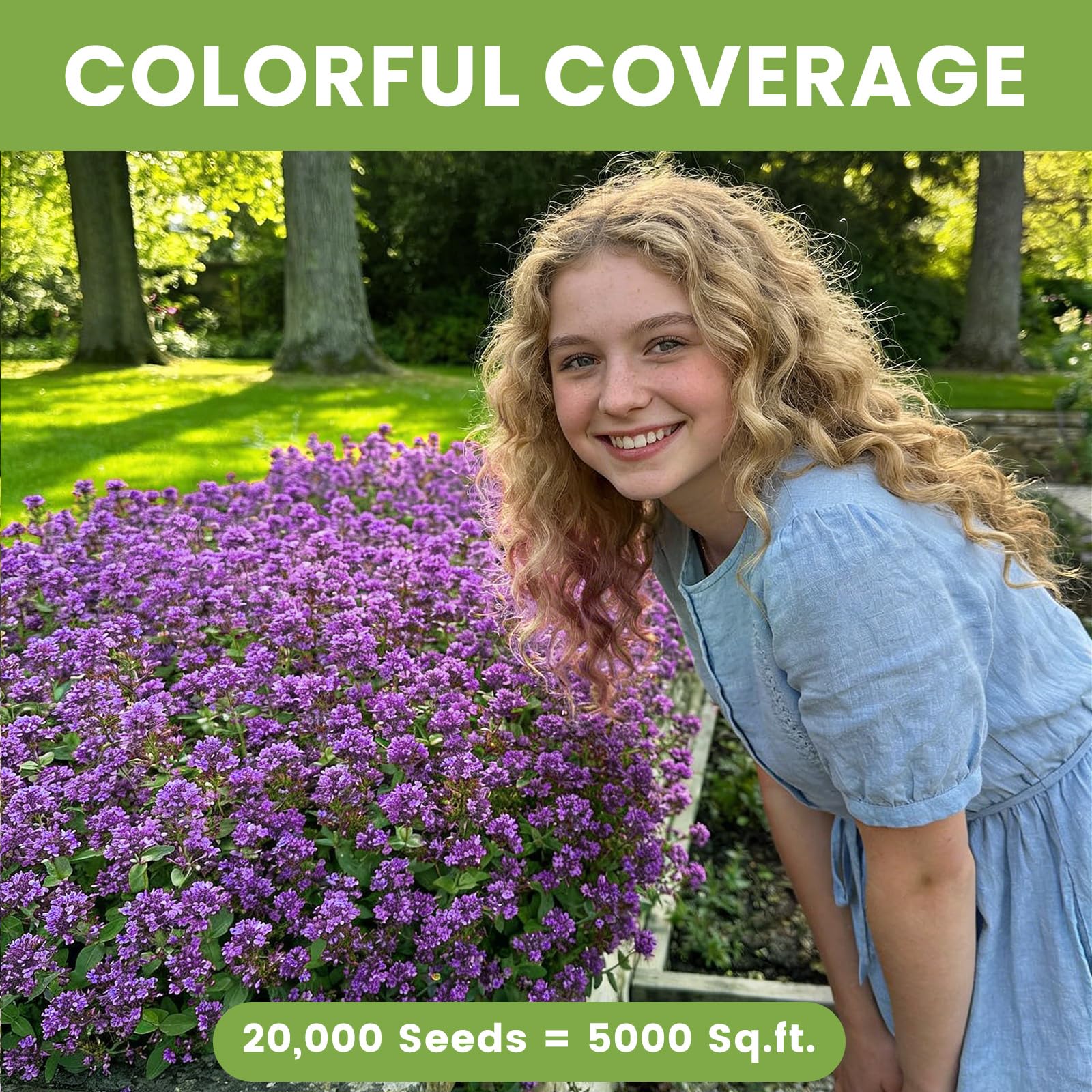 20000+ Purple Creeping Thyme Seeds for Planting - Perennial Ground Cover, Heirloom Non-GMO Thymus Serpyllum, Fragrant Flowers for Lawn Replacement, Walkways & Backyard — view 4