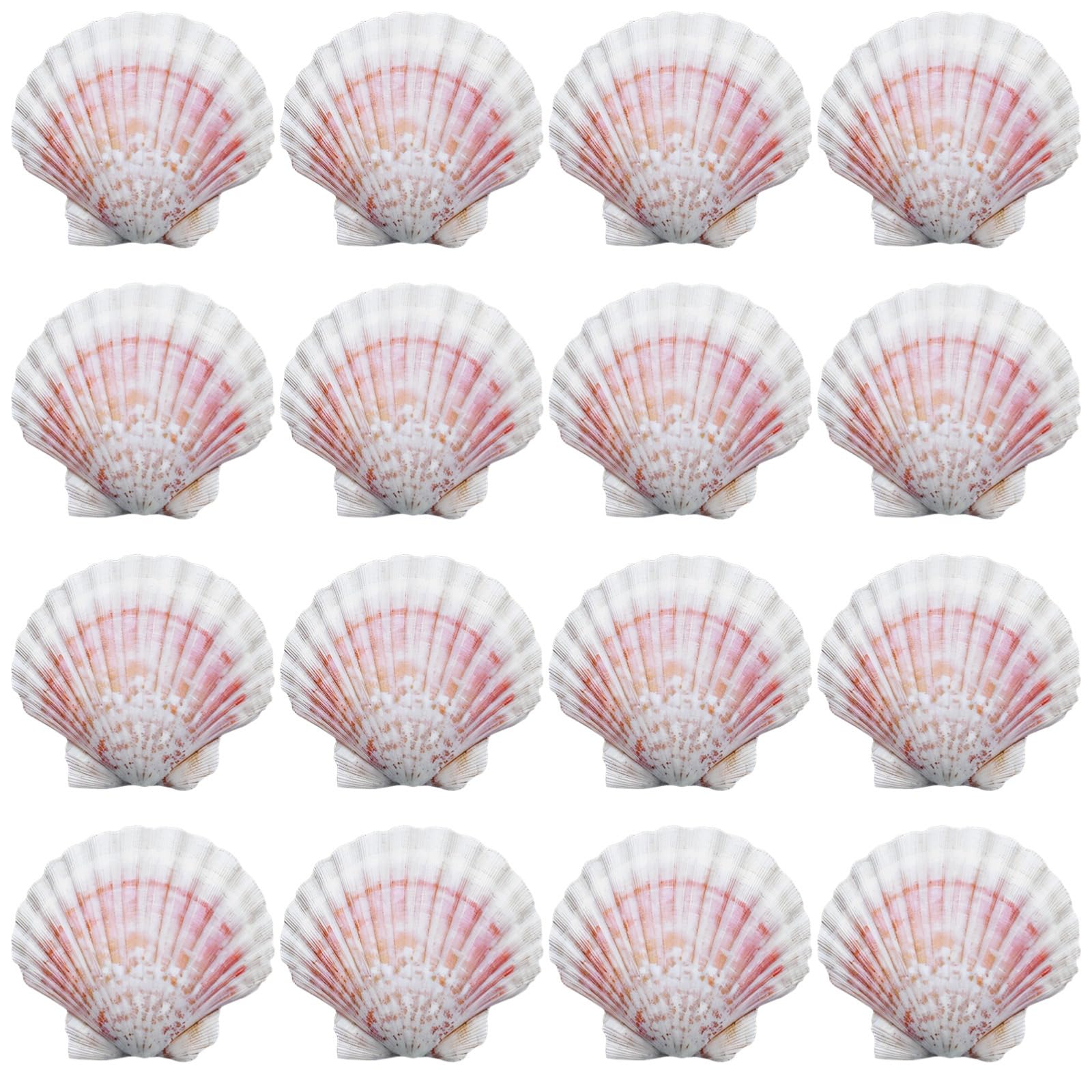 Decorazioni da parete fai da te hawaiane 16 pezzi bianco naturale, grandi conchiglie smerlate da 10-11 cm, bordi lisci, colori sfumati, per decorazioni per feste e progetti artigianali ideali