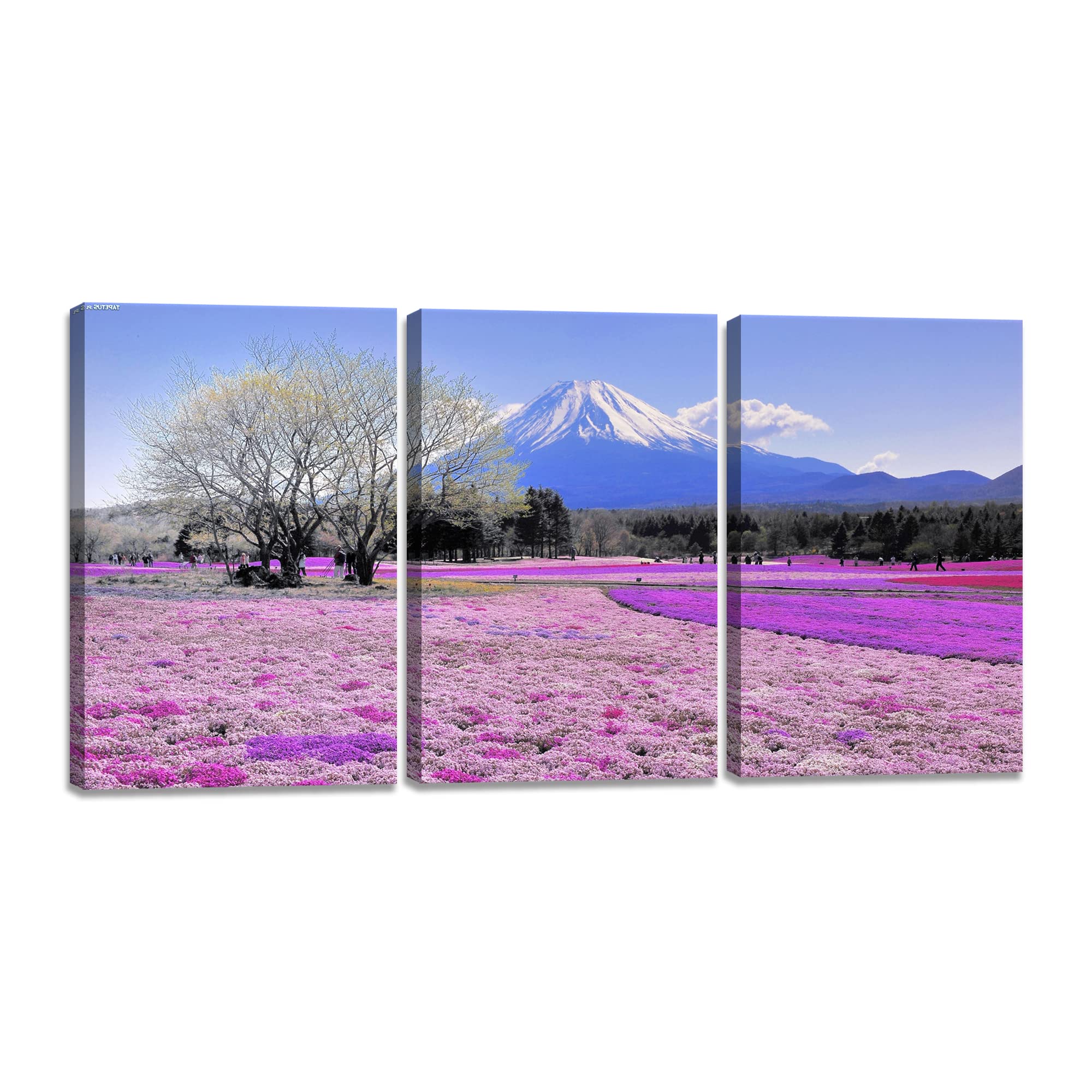 Amazon.co.jp: 富士山 絵 3枚 桜 アートパネル 山絵 風景画 日光