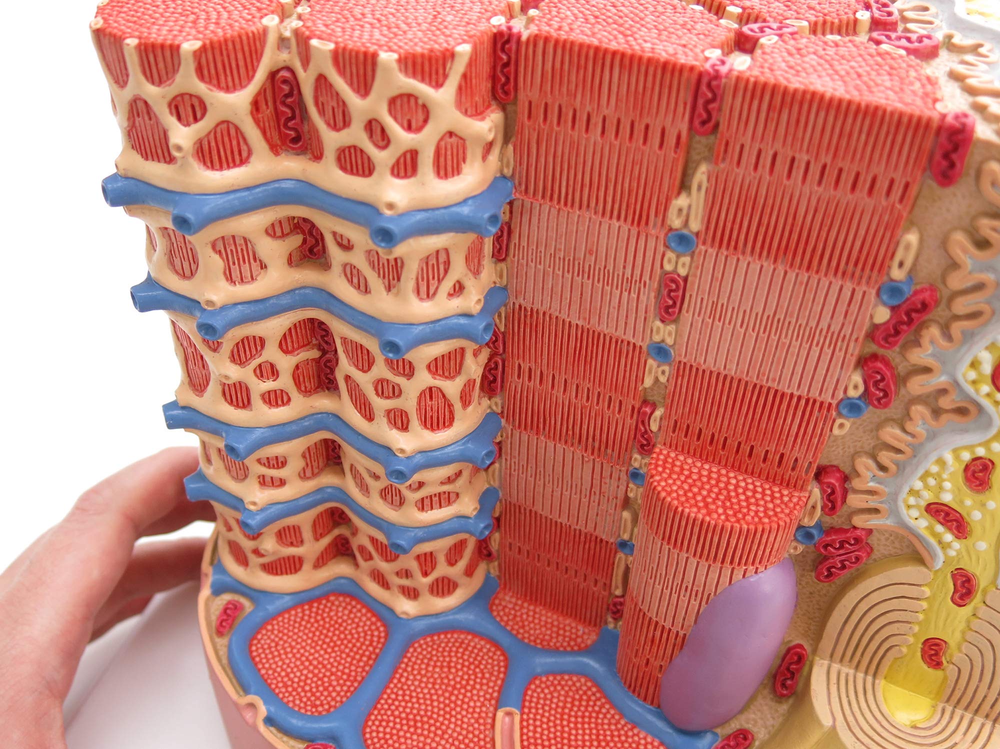 Image secondaire de Fibre Musculaire 3B MICROanatomy Agrandie - Modèle Anatomique Interactif