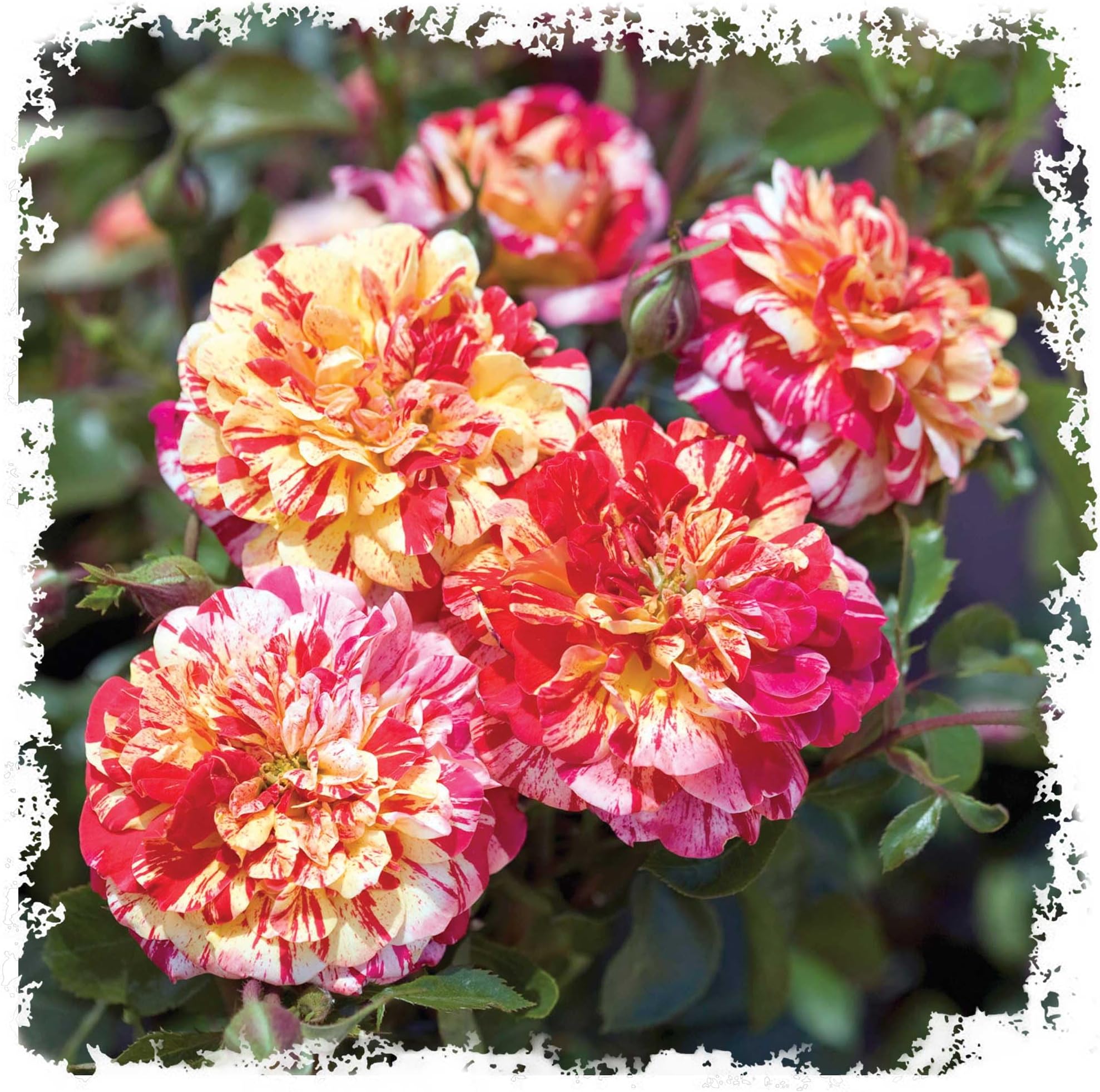 All American Magic Rose Live Plant, Reblooming Fragrant Red White Striped Flowers, Own Root 1.5 Gallon Potted, Stargazer Perennials