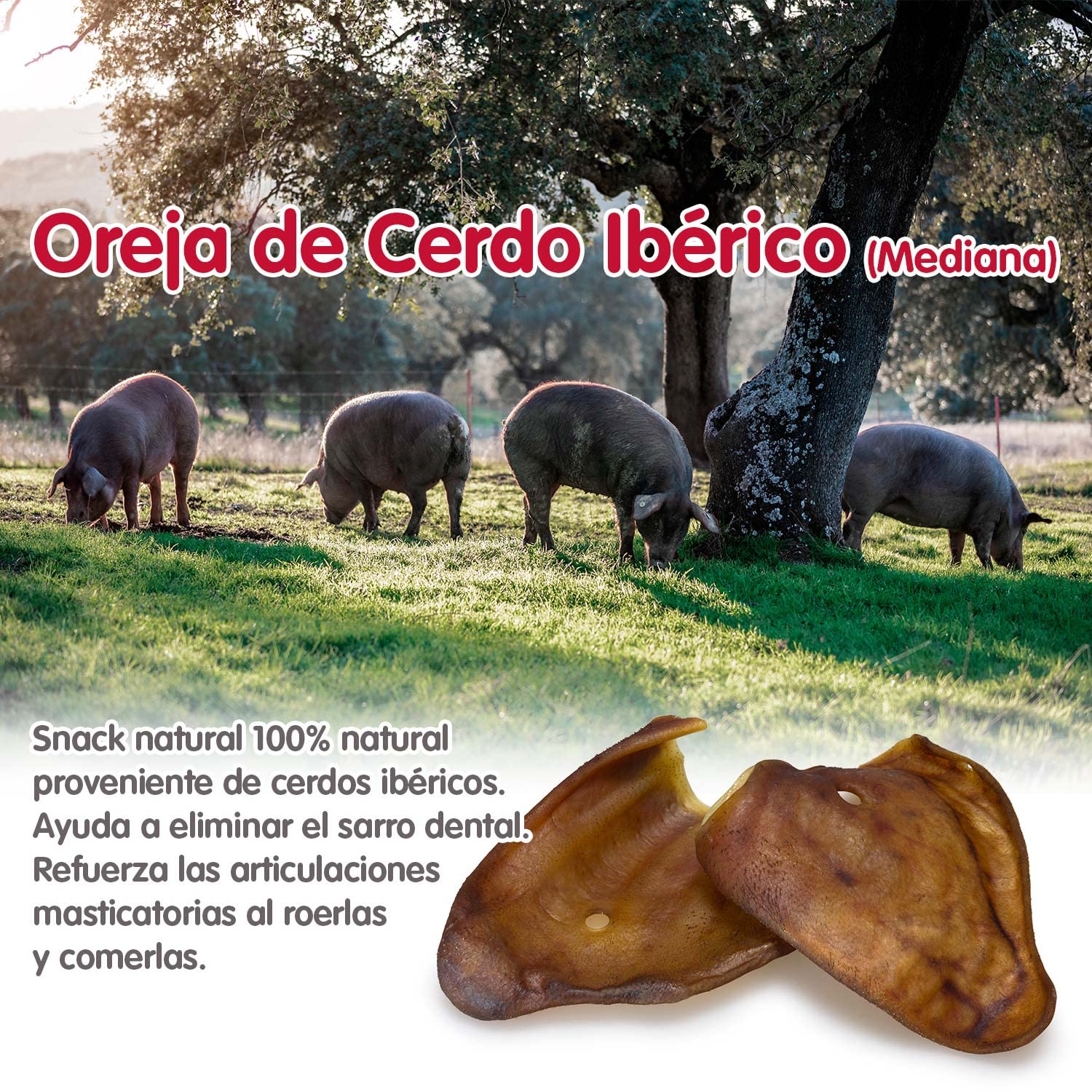 ARQUIVET - Oreja de Cerdo ibérico Extra Grande - (Bolsa 30 Unidades) - Natural Snacks para Perros