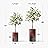 SIGNWIN Eucalyptus Tree with White, Red, Black & White Paint Splatter Color Block Vase Abstract Rocky Minimalism Zen Dramatic Multicolor Dark for Living Room, Bedroom, Office - X-Large 5 Feet (60")