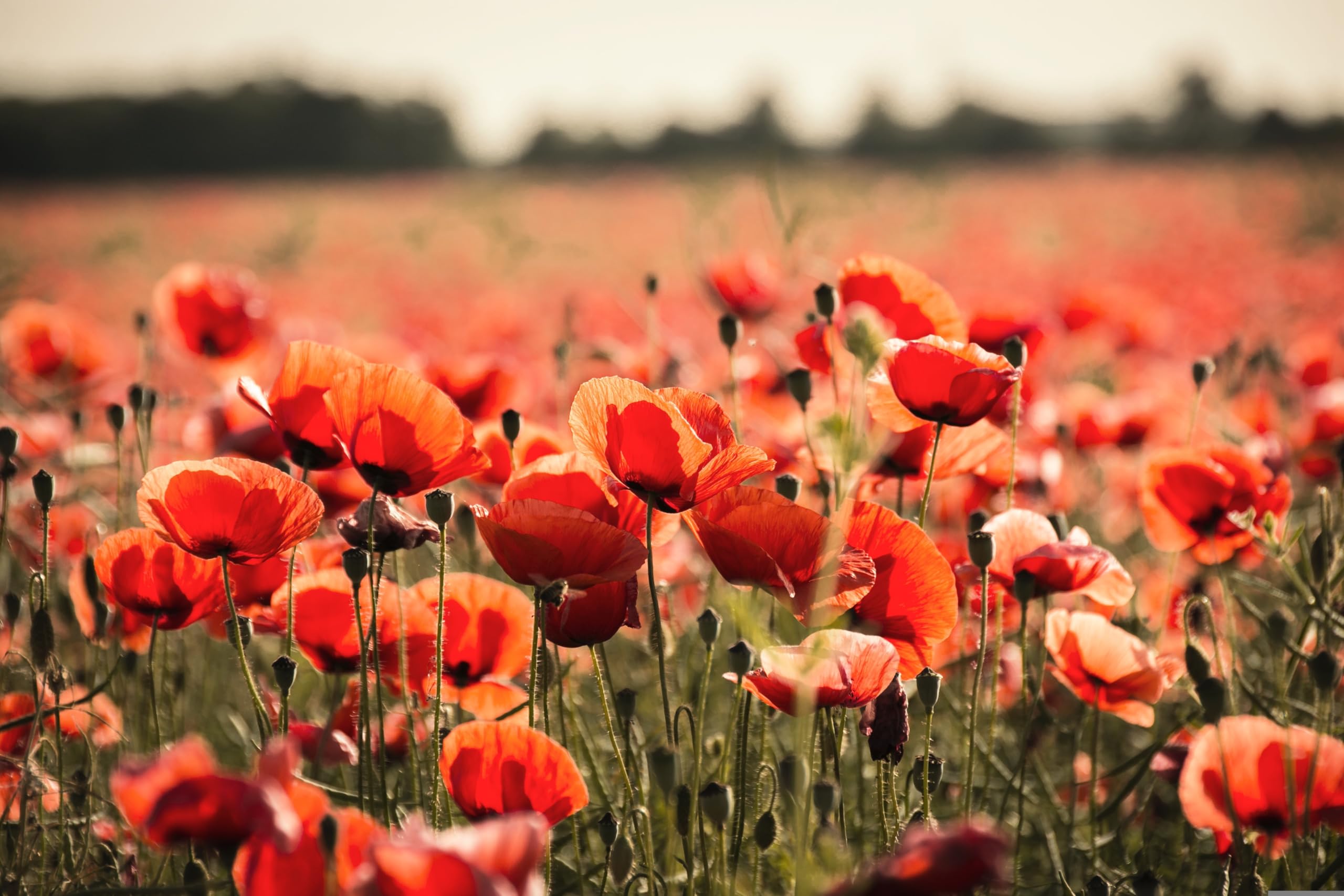 Klatschmohn (Papaver rhoeas) Samen. Heilpflanze (1000000 Samen = 100,0g)