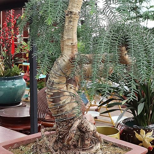 Miniatura 7 de Sanlykate Kit de herramientas de alambre para bonsái con cortador, 3 rollos de cables de entrenamiento para árboles, 98 pies en total, 0.039