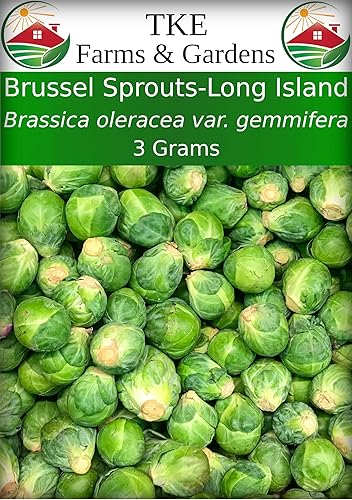 TKE Farms - Semillas de brote de Bruselas para plantar Long Island Mejoradas 011oz 750 semillas Brassica oleracea VAR gemmifera