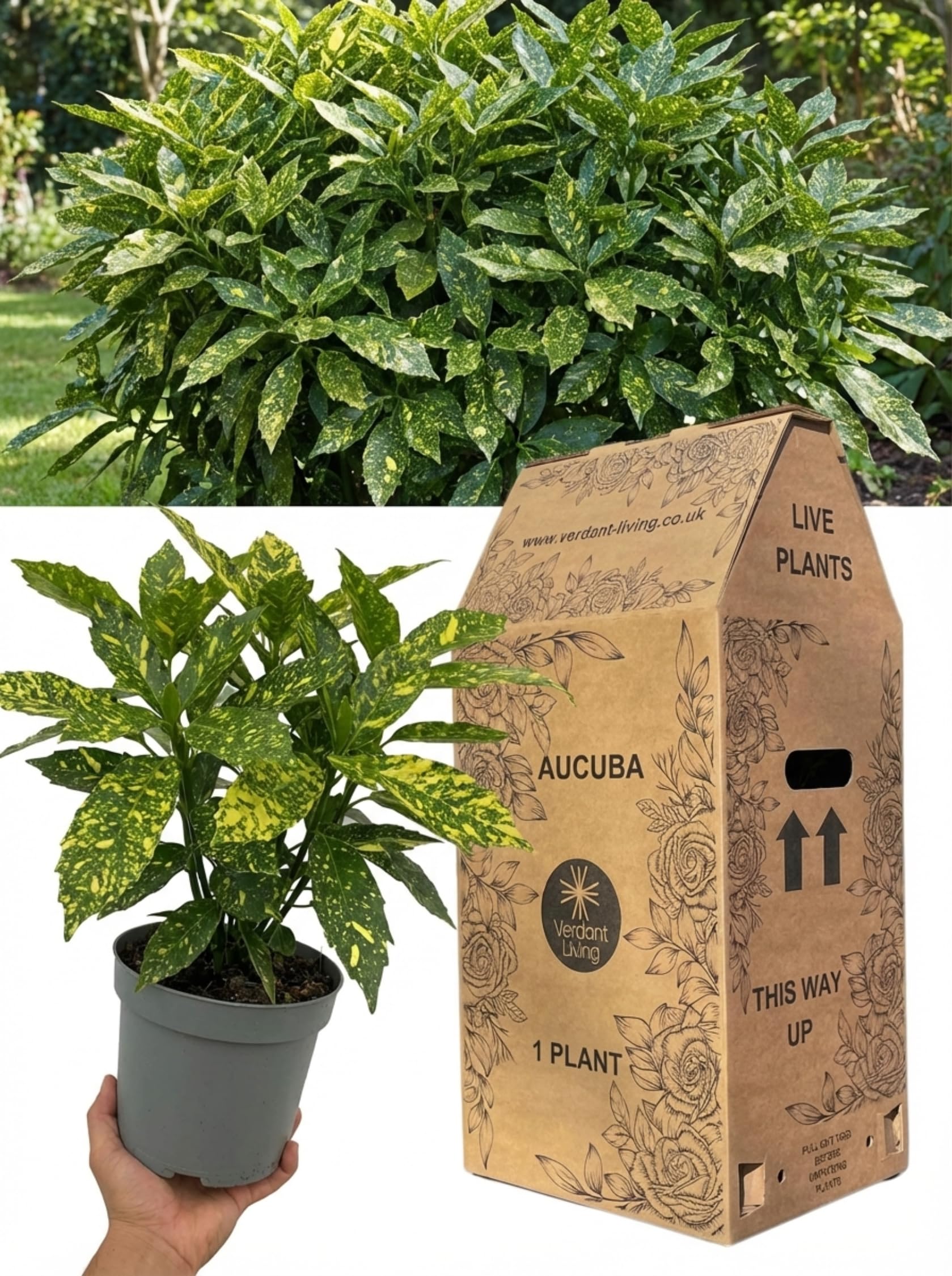 Aucuba Japonica Variegata Plant in 2Ltr Pot – Spotted Laurel, Hardy Evergreen Shrub for Shade, Borders, Patio & Containers – Gold Dust, Low Maintenance, Variegated Foliage, Japanese Laurel, UK Grown