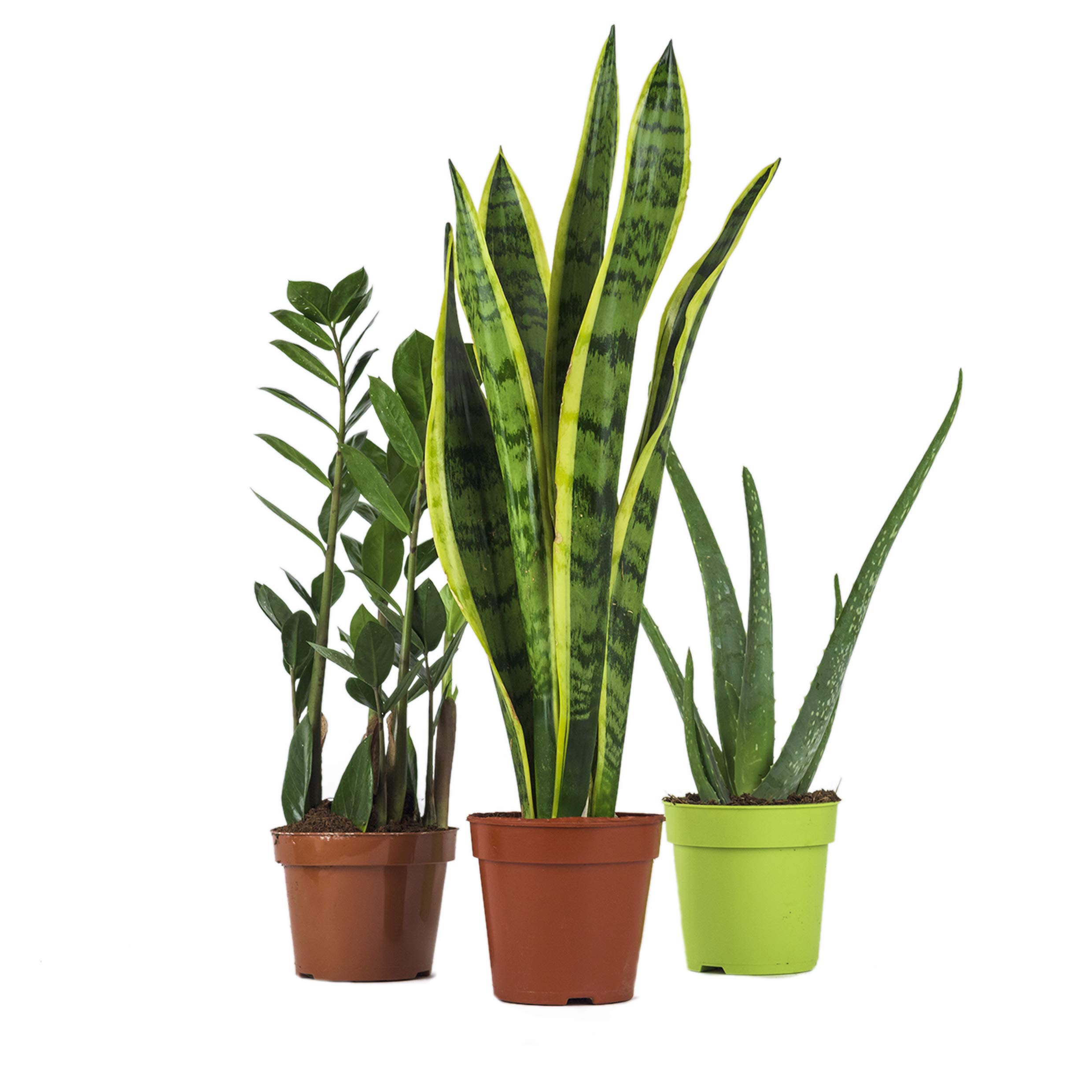 Zimmerpflanzen Set - 3 Mix - Zamiocoulca, Sansevieria, Aloe Vera - natürliche Deko und Luftverbesserung im Blumentopf - toller Mix aus Tropischen und Orientalischen Pflanzen (SET 12)