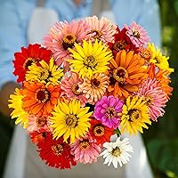 Vista 55 de Eden Brothers - Semillas de zinnia, cactus con flores, sin OMG, plantar en primavera, paquete, flores de bajo mantenimiento, zonas 3, 4, 5, 6, 7, 8