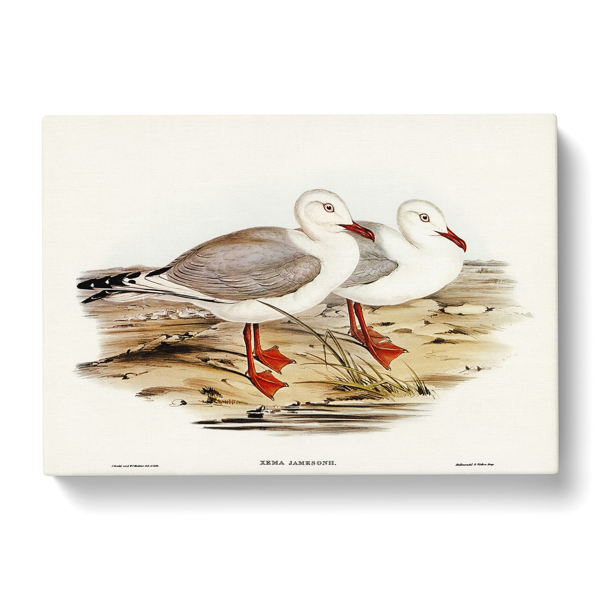 Jameson's Gull By Elizabeth Gould Canvas Print, Mixed, 25L x 50W cm - Image 2