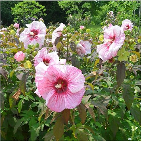 Miniatura 4 de Everwilde Farms - 100 semillas de flores silvestres nativas de malva de pantano - Paquete de semillas jumbo Gold Vault