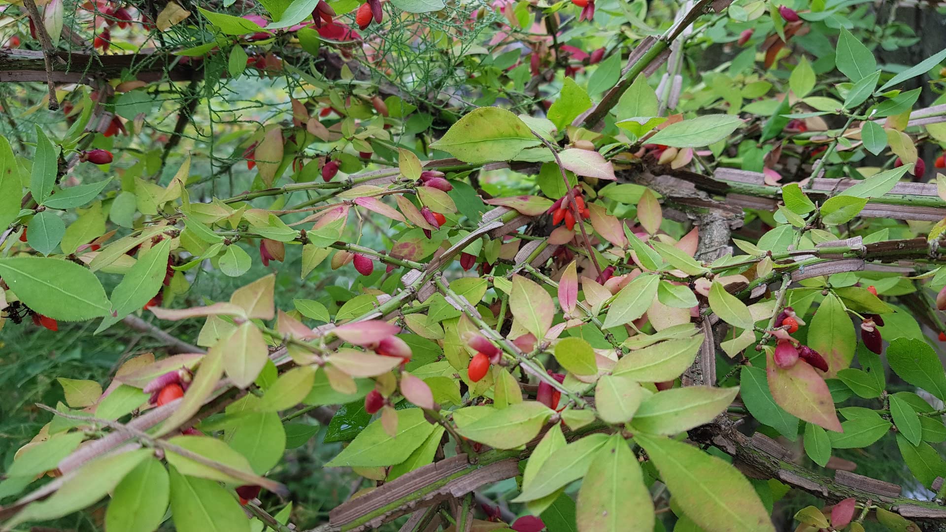 Euonymus alatus/Fusain à bois ailé/Conteneur de 7 à 10 litres
